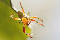 Une araigne courge ou concombre (Araneae - Araneidae - Araniella sp.)